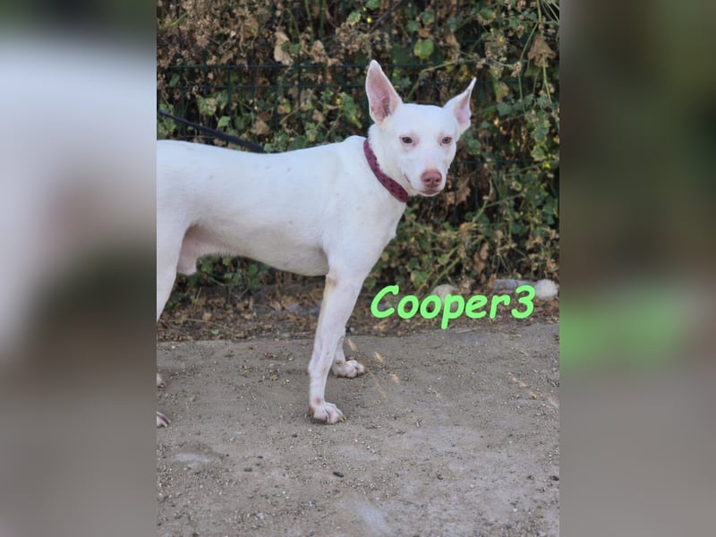 Cooper3 geb. 03/2022 (ESP) - lieber, aktiver und anhänglicher Podenco-Bub sucht ein Zuhause!