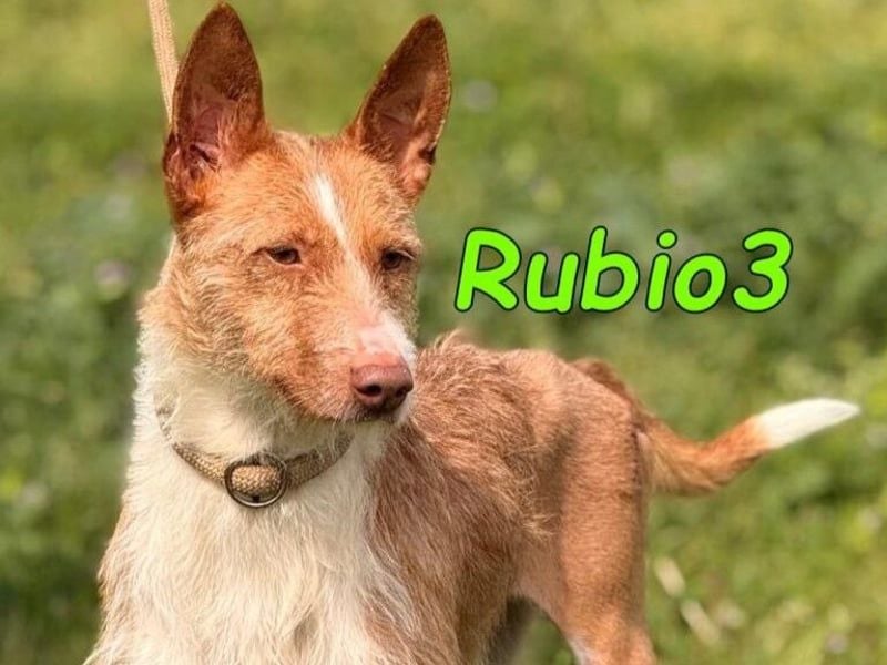 Rubio3 geb. 12/2024 (ESP) - freundlicher, kleiner Podenco-Rüde sucht sein Körbchen!