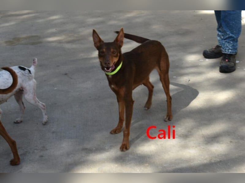 Cali geb. 05/2024 (ESP) - sehr süße, freundliche und menschenbezogene Podenco Orito Hündin!