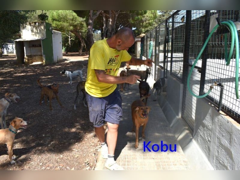 Kobu geb. 08/2023 (ESP) - menschenbezogener, wundervoller Podenco!