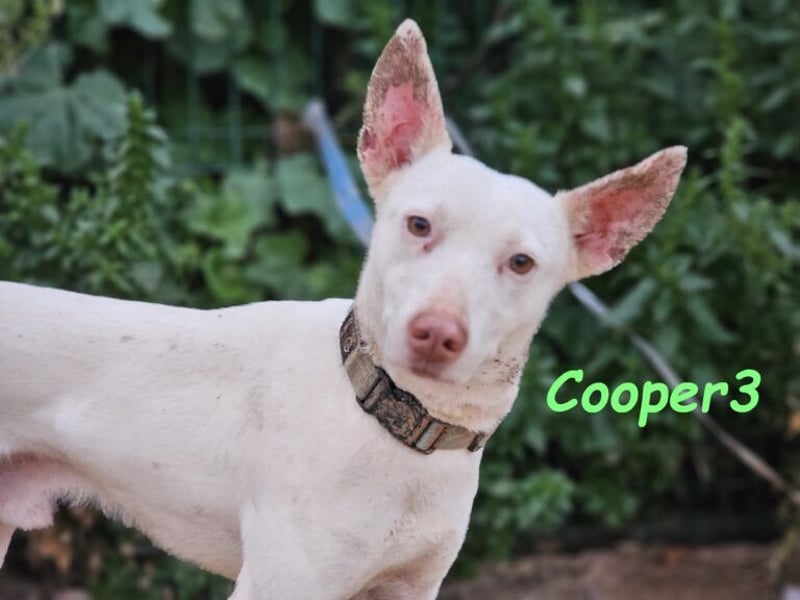 Cooper3 geb. 03/2022 (ESP) - lieber, aktiver und anhänglicher Podenco-Bub sucht ein Zuhause!