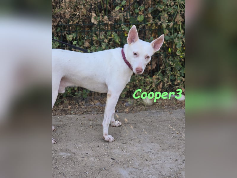 Cooper3 geb. 03/2022 (ESP) - lieber, aktiver und anhänglicher Podenco-Bub sucht ein Zuhause!