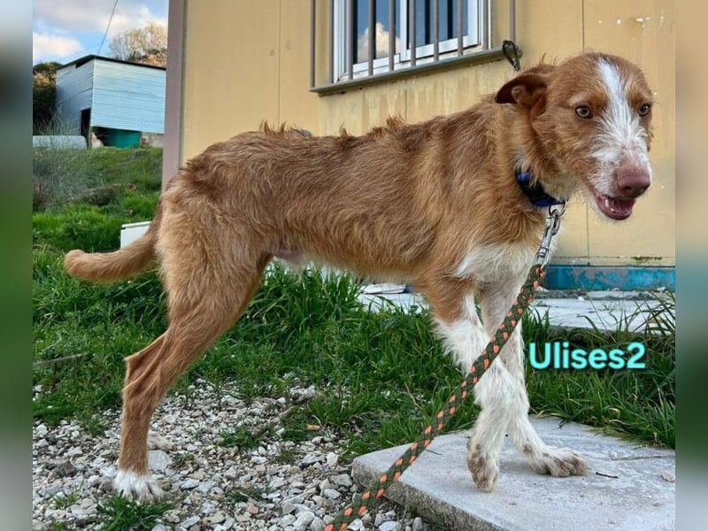 Ulises2 geb. 05/2025 (ESP) - fröhlicher und menschenbezogener Podenco Welpe sucht eine Familie!