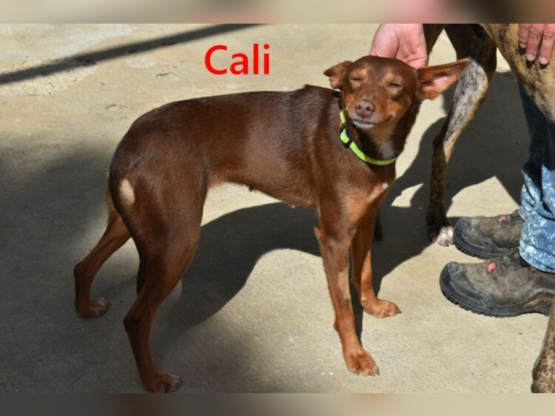 Cali geb. 05/2024 (ESP) - sehr süße, freundliche und menschenbezogene Podenco Orito Hündin!