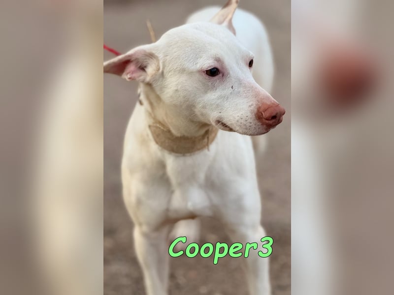 Cooper3 geb. 03/2022 (ESP) - lieber, aktiver und anhänglicher Podenco-Bub sucht ein Zuhause!