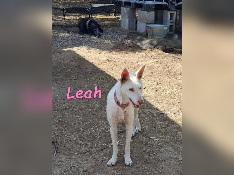 Leah geb. 07/2025 (ESP) - unkompliziert und wahnsinnig süß!