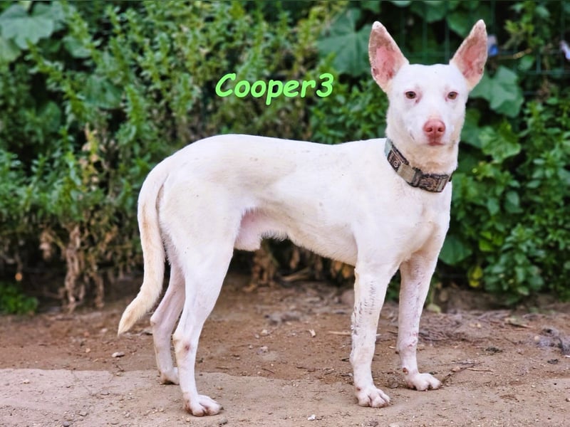 Cooper3 geb. 03/2022 (ESP) - lieber, aktiver und anhänglicher Podenco-Bub sucht ein Zuhause!
