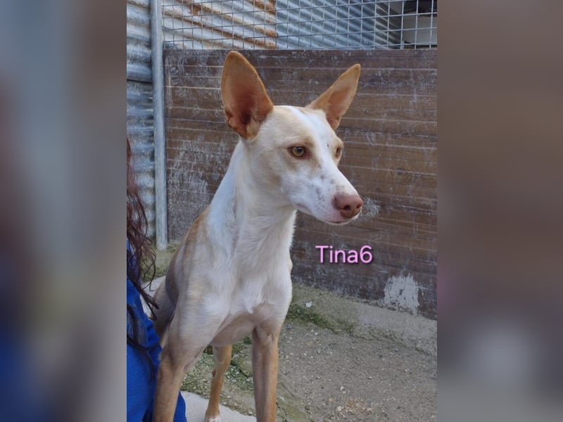 Tina6 geb. 09/2023 (ESP) - aktive, fröhliche, edle und sehr liebe Podenca sucht ein Zuhause!