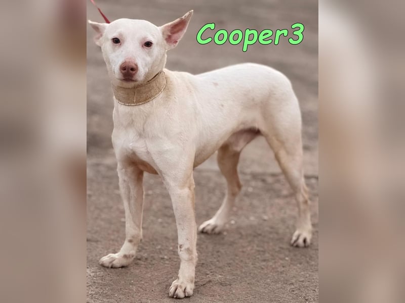 Cooper3 geb. 03/2022 (ESP) - lieber, aktiver und anhänglicher Podenco-Bub sucht ein Zuhause!