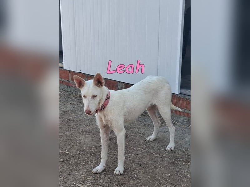 Leah geb. 07/2025 (ESP) - unkompliziert und wahnsinnig süß!