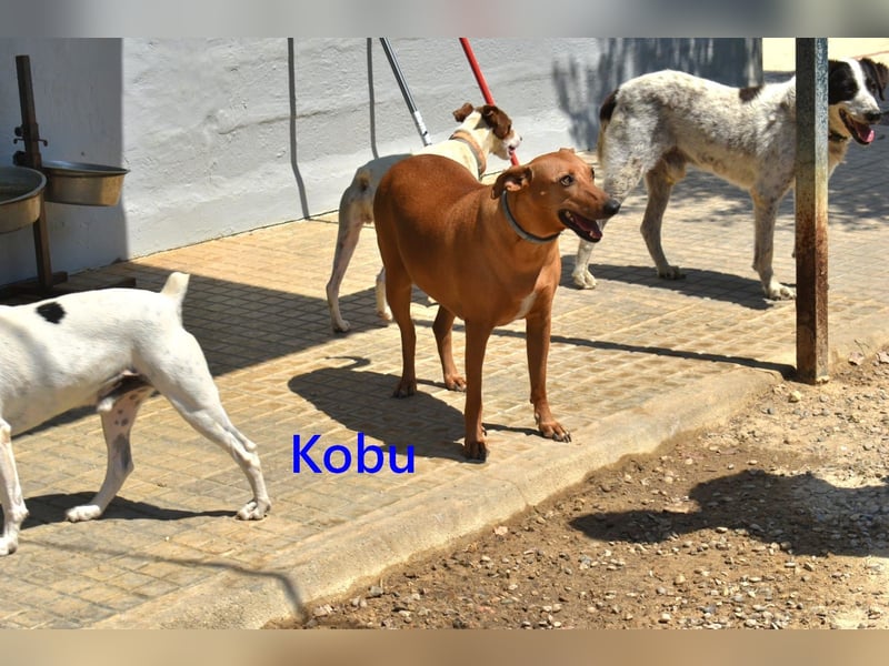 Kobu geb. 08/2023 (ESP) - menschenbezogener, wundervoller Podenco!
