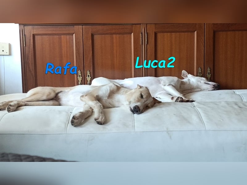 Luca2 geb. 01/2026 (ESP) - wunderschöner Podencojunge sucht dringend einen Platz!