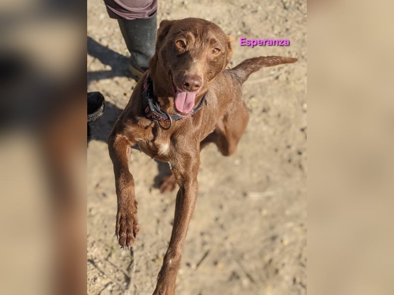 Esperanza geb. 10/2023 (ESP) - menschenbezogene und liebevolle kleine Podenca wartet auf Dich!