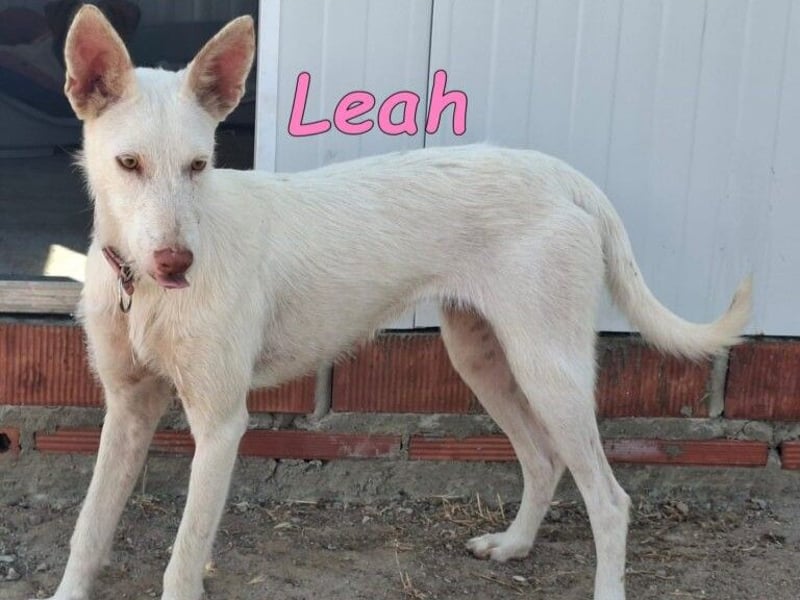 Leah geb. 07/2025 (ESP) - unkompliziert und wahnsinnig süß!