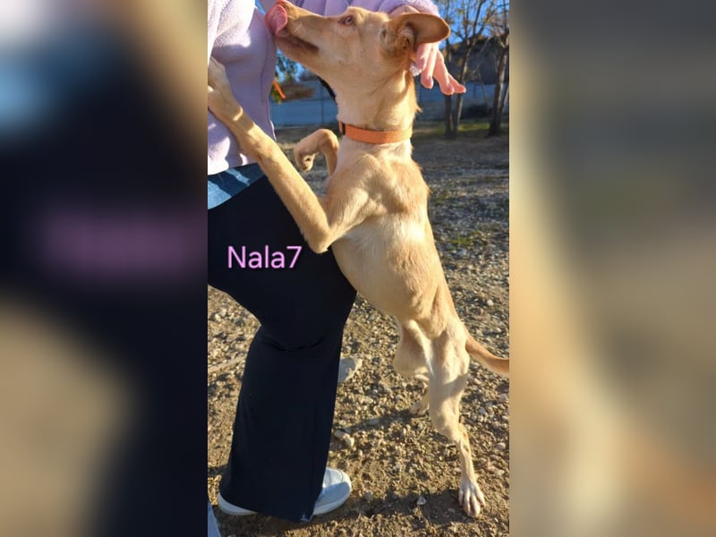 Nala7 geb. 11/2024 (ESP) - fröhliche und verschmuste Podenco Maus sucht ihre eigene Familie!