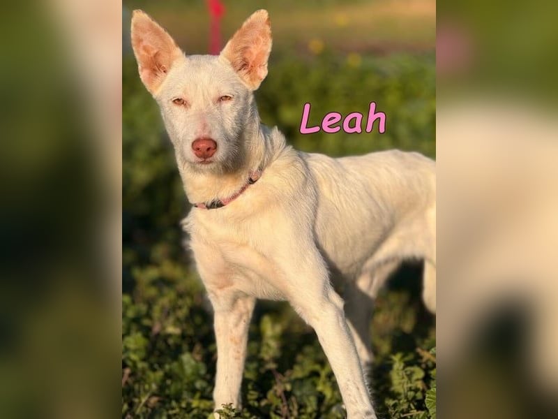 Leah geb. 07/2025 (ESP) - unkompliziert und wahnsinnig süß!