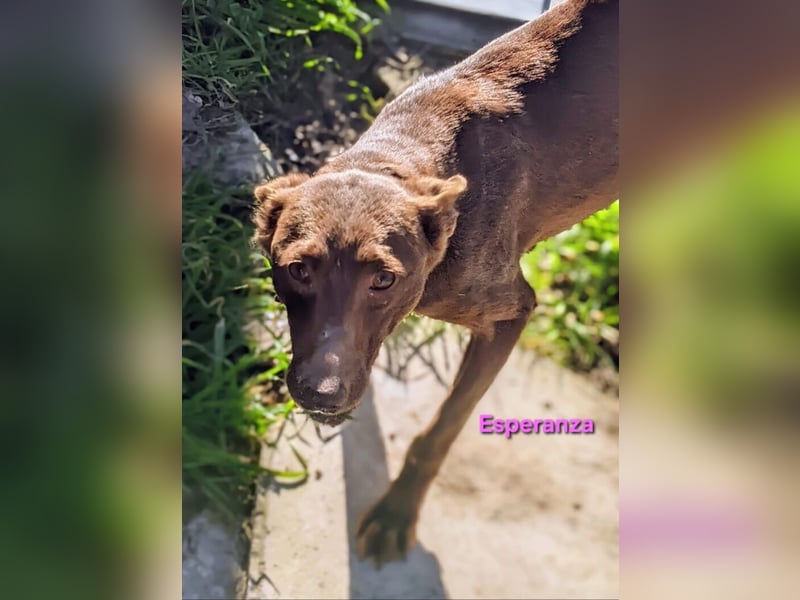Esperanza geb. 10/2023 (ESP) - menschenbezogene und liebevolle kleine Podenca wartet auf Dich!