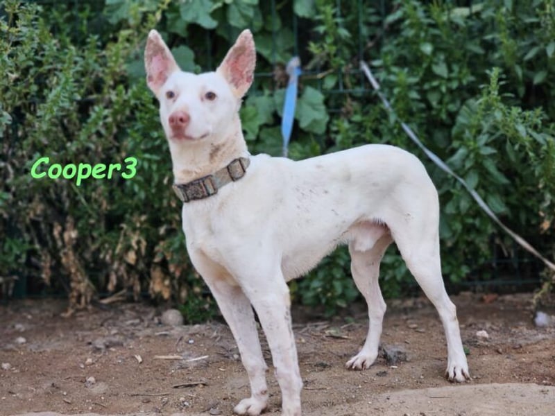 Cooper3 geb. 03/2022 (ESP) - lieber, aktiver und anhänglicher Podenco-Bub sucht ein Zuhause!