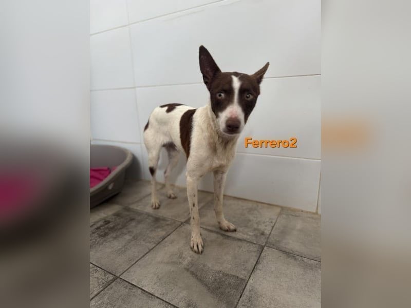 Ferrero geb. 05/2024 (ESP) - ausgeglichener, aufmerksamer Podenco!