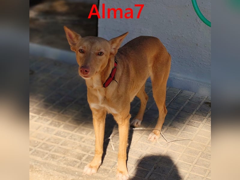 Alma7 geb. 06/2024 (ESP) - sanfte und sehr liebe Podenca!
