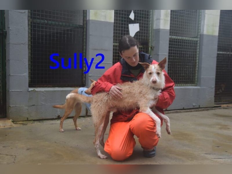 Sully2 geb. 02/2025 (ESP) - süßer Podenco-Rüde sucht dringend ein ruhiges + liebevolles Zuhause!