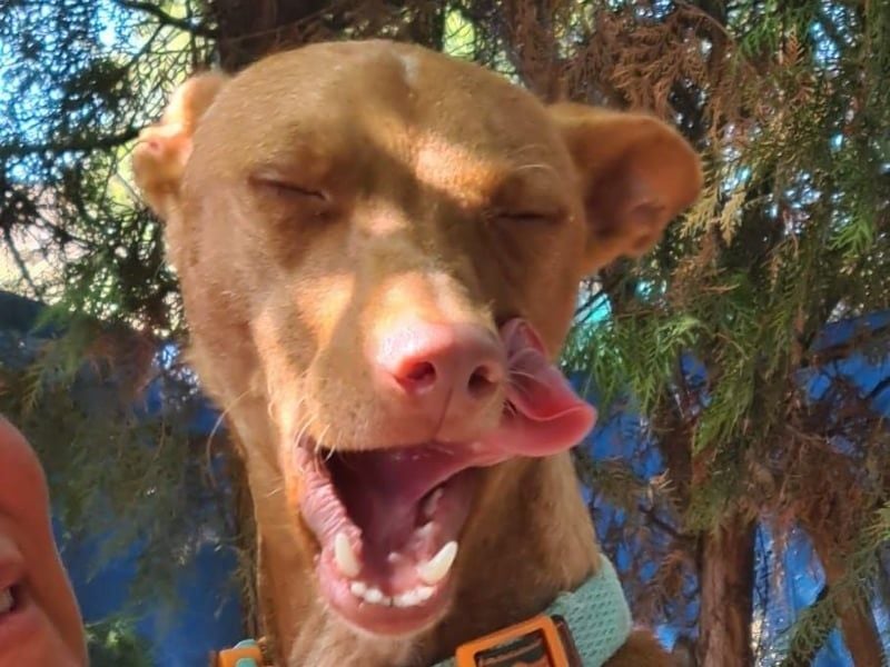 Mango geb. 07/2024 (ESP) - neugieriger und fröhlicher, tapferer Podenco!