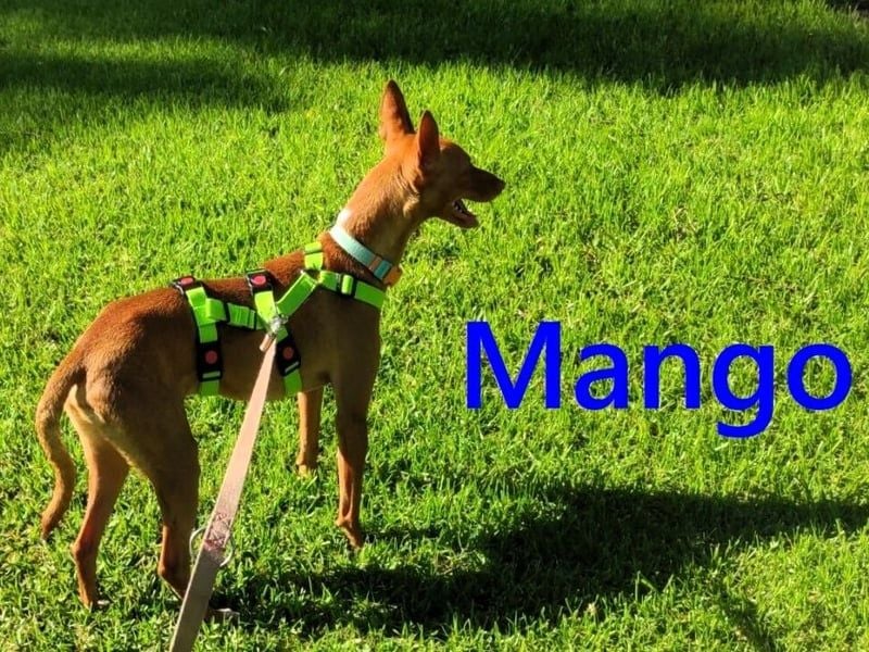 Mango geb. 07/2024 (ESP) - neugieriger und fröhlicher, tapferer Podenco!