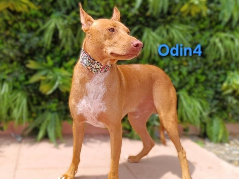 Odin4 geb. 01/2024 (ESP) - liebenswerter, edler und sanfter Podenco!