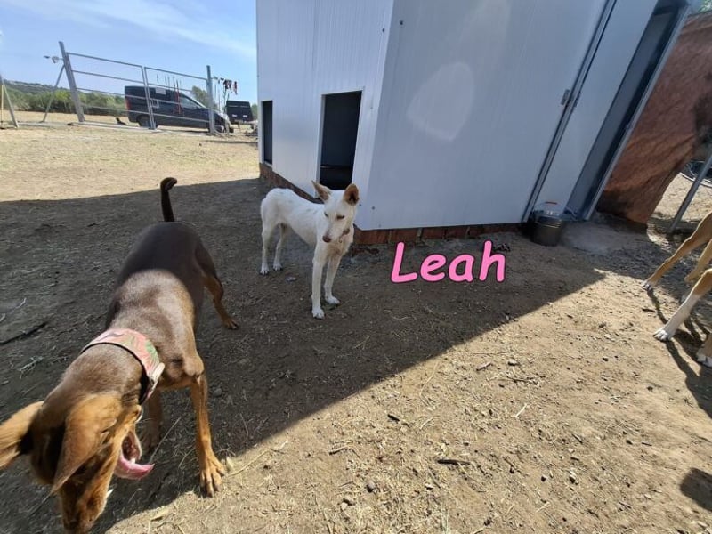 Leah geb. 07/2025 (ESP) - unkompliziert und wahnsinnig süß!