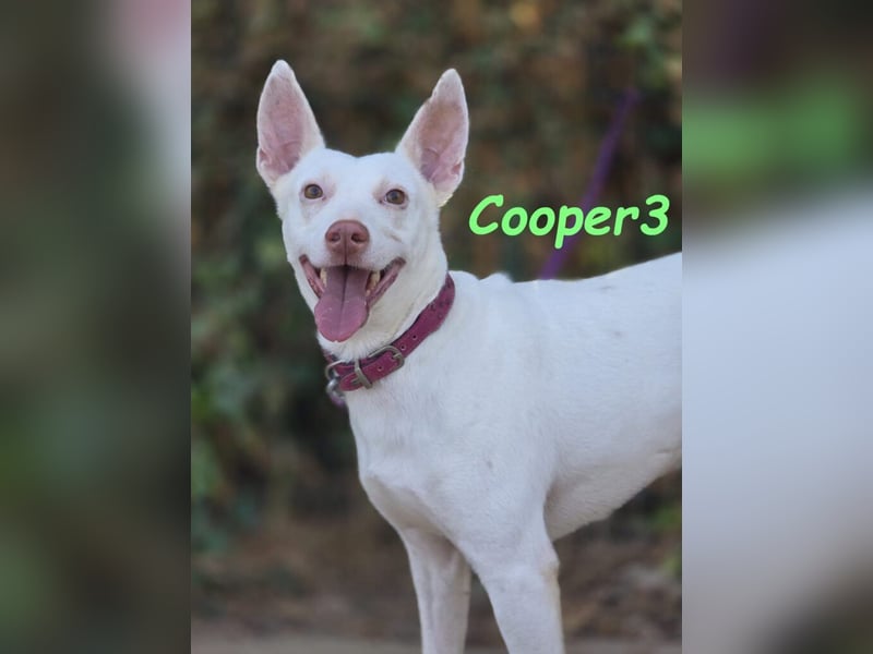 Cooper3 geb. 03/2022 (ESP) - lieber, aktiver und anhänglicher Podenco-Bub sucht ein Zuhause!