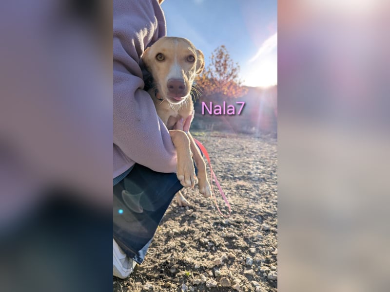 Nala7 geb. 11/2024 (ESP) - fröhliche und verschmuste Podenco Maus sucht ihre eigene Familie!