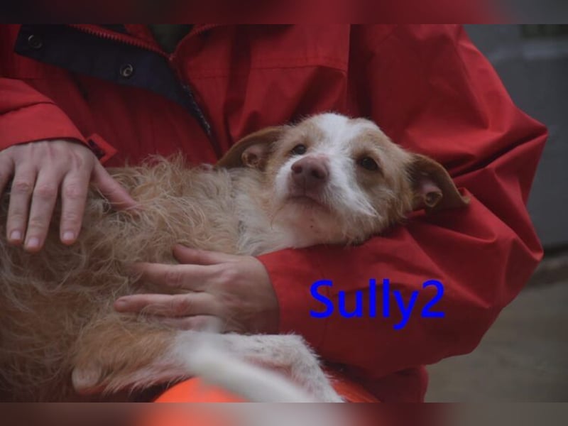 Sully2 geb. 02/2025 (ESP) - süßer Podenco-Rüde sucht dringend ein ruhiges + liebevolles Zuhause!