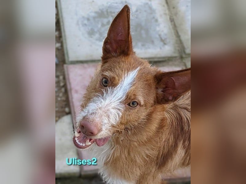 Ulises2 geb. 05/2025 (ESP) - fröhlicher und menschenbezogener Podenco Welpe sucht eine Familie!