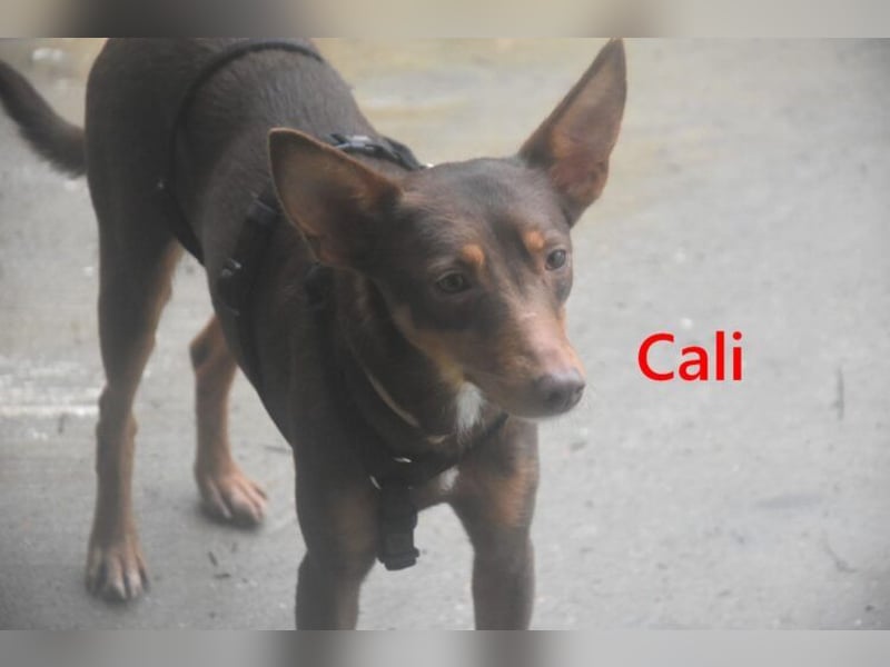 Cali geb. 05/2024 (ESP) - sehr süße, freundliche und menschenbezogene Podenco Orito Hündin!