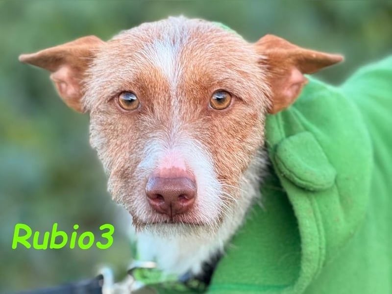 Rubio3 geb. 12/2024 (ESP) - freundlicher, kleiner Podenco-Rüde sucht sein Körbchen!