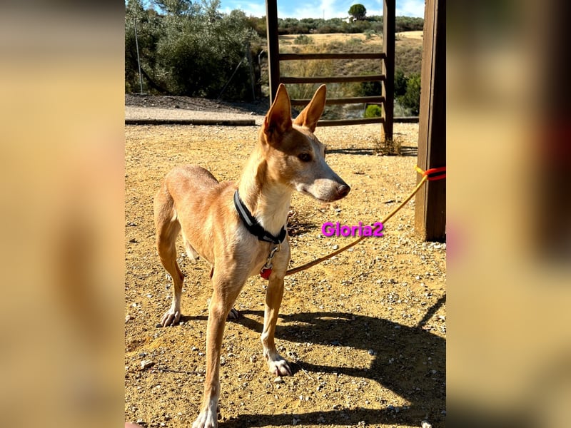 Gloria2 geb. 05/2023 (ESP) - liebe und intelligente Podenca wünscht sich ein liebevolles Zuhause!