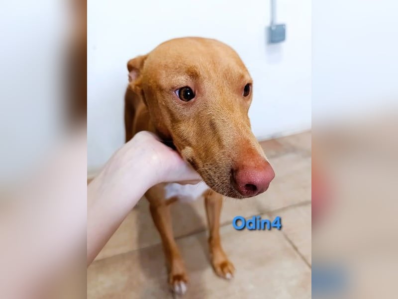 Odin4 geb. 01/2024 (ESP) - liebenswerter, edler und sanfter Podenco!