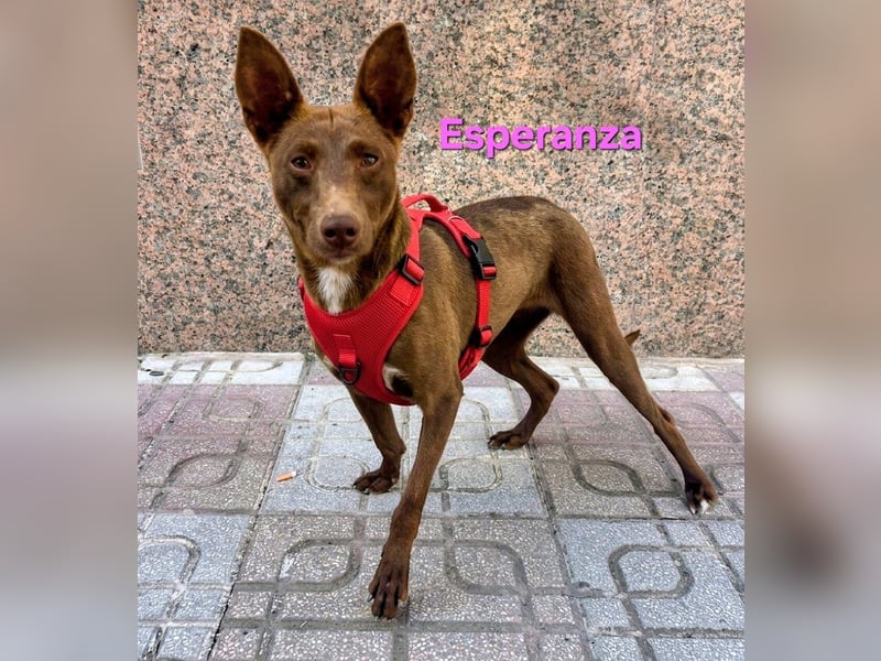 Esperanza geb. 10/2023 (ESP) - schokobraune Schönheit sucht liebevolles Zuhause