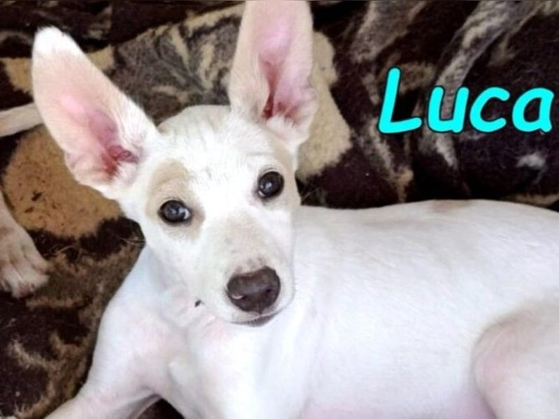 Luca2 geb. 01/2026 (ESP) - wunderschöner Podencojunge sucht dringend einen Platz!