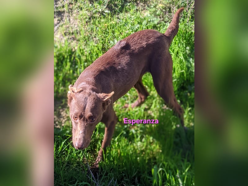 Esperanza geb. 10/2023 (ESP) - menschenbezogene und liebevolle kleine Podenca wartet auf Dich!