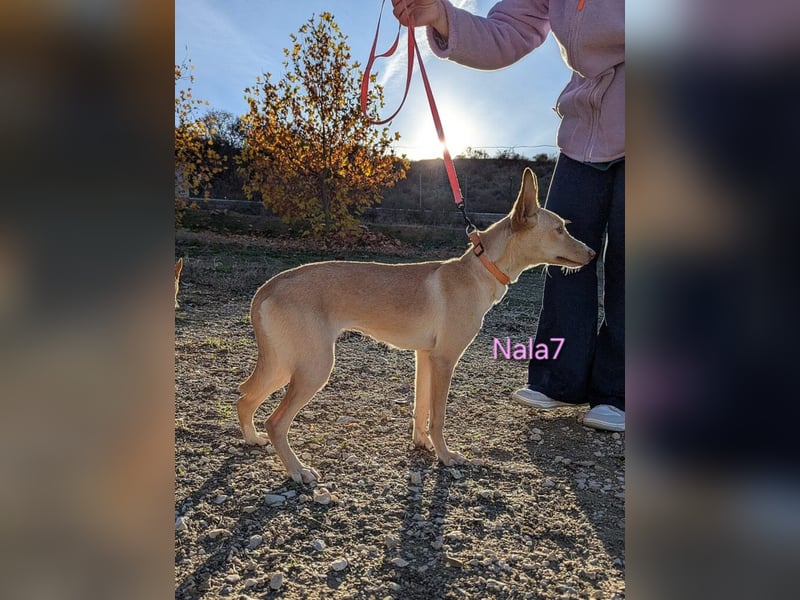 Nala7 geb. 11/2024 (ESP) - fröhliche und verschmuste Podenco Maus sucht ihre eigene Familie!
