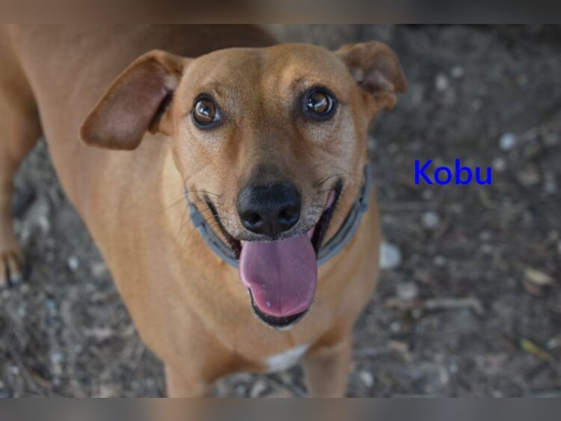 Kobu geb. 08/2023 (ESP) - menschenbezogener, wundervoller Podenco!