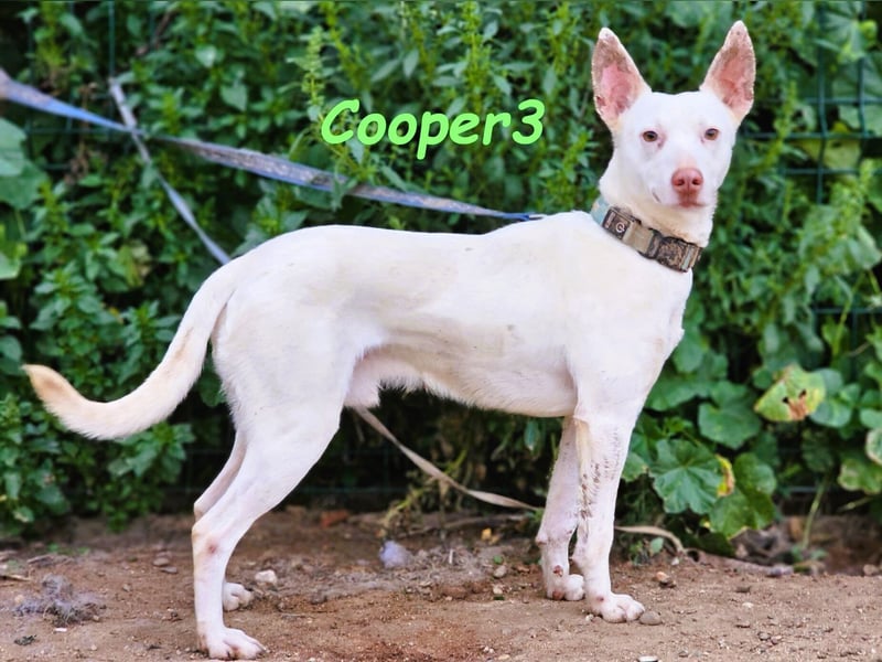 Cooper3 geb. 03/2022 (ESP) - lieber, aktiver und anhänglicher Podenco-Bub sucht ein Zuhause!