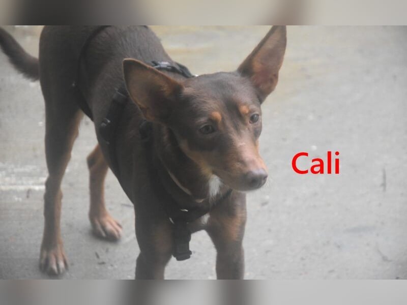 Cali geb. 05/2024 (ESP) - sehr süße, freundliche und menschenbezogene Podenco Orito Hündin!