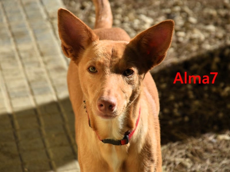 Alma7 geb. 06/2024 (ESP) - sanfte und sehr liebe Podenca!