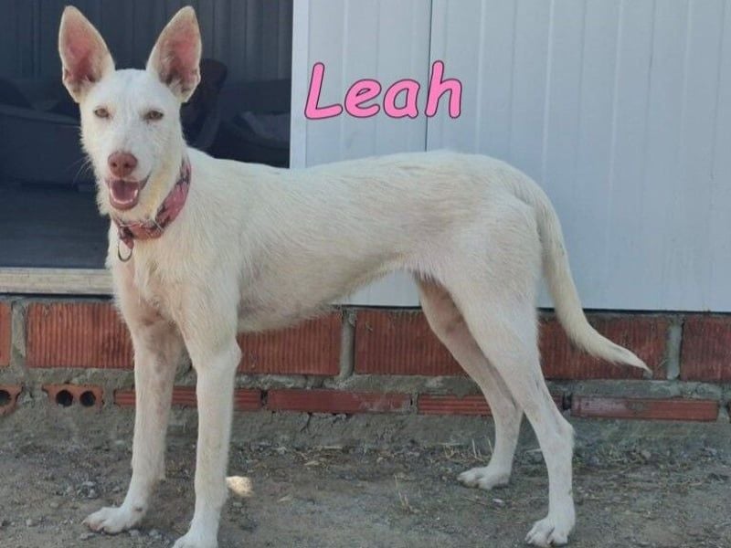 Leah geb. 07/2025 (ESP) - unkompliziert und wahnsinnig süß!