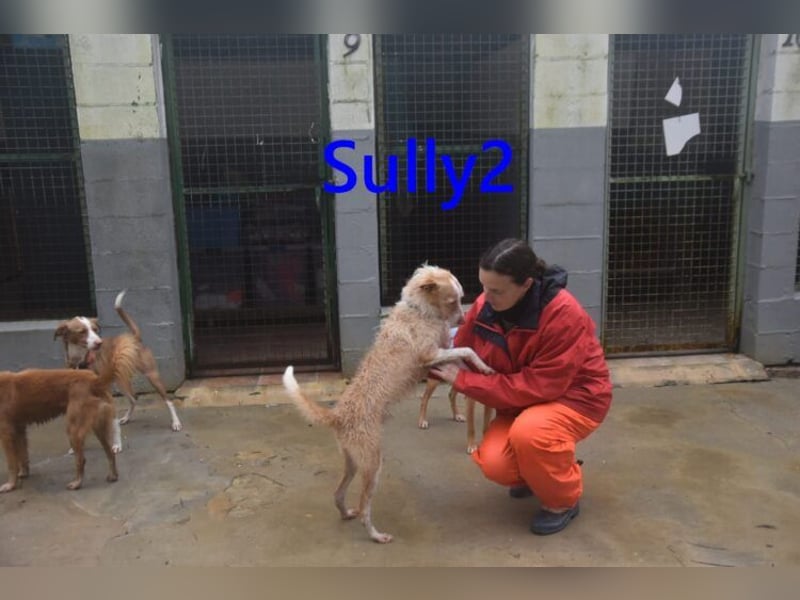 Sully2 geb. 02/2025 (ESP) - süßer Podenco-Rüde sucht dringend ein ruhiges + liebevolles Zuhause!