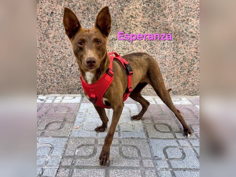 Esperanza geb. 10/2023 (ESP) - schokobraune Schönheit sucht liebevolles Zuhause