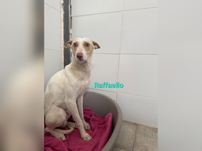 Raffaello geb. 02/2024 (ESP) - feiner, sensibler Podenco sucht sein Körbchen!