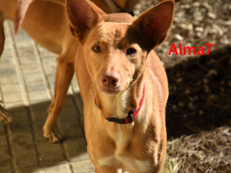 Alma7 geb. 06/2024 (ESP) - sanfte und sehr liebe Podenca!